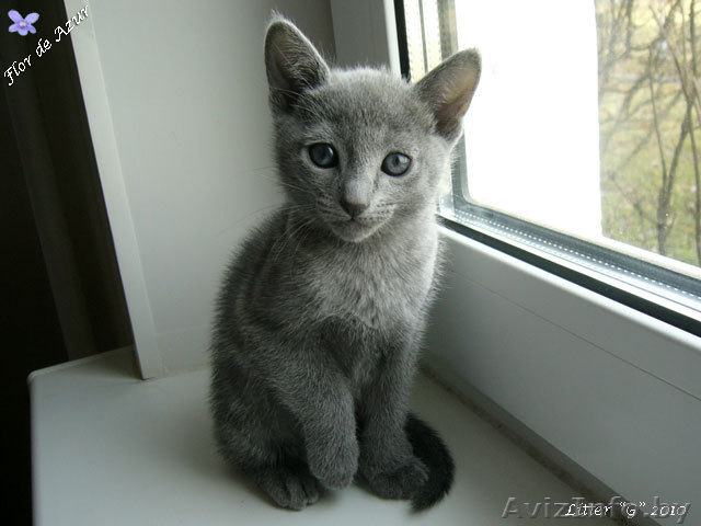 Русские голубые котята - Изображение #1, Объявление #104502