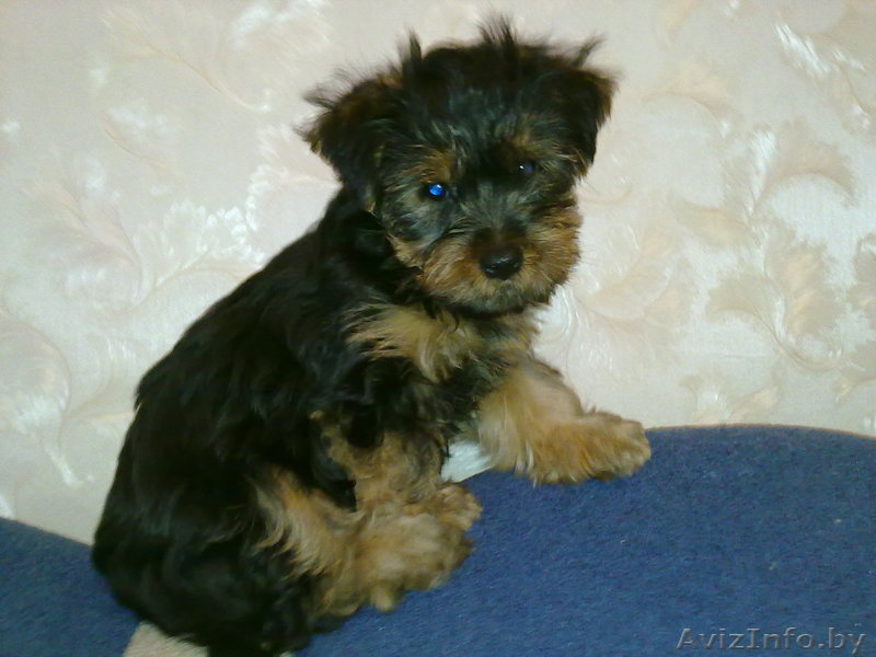 Продам щенка йоркширского терьера - Изображение #1, Объявление #105292