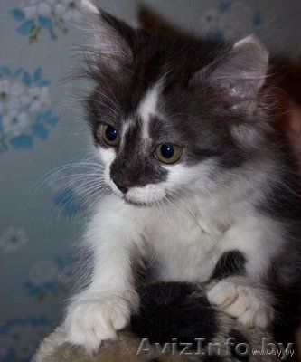 Чудесные маленькие котята в дар - Изображение #1, Объявление #105671