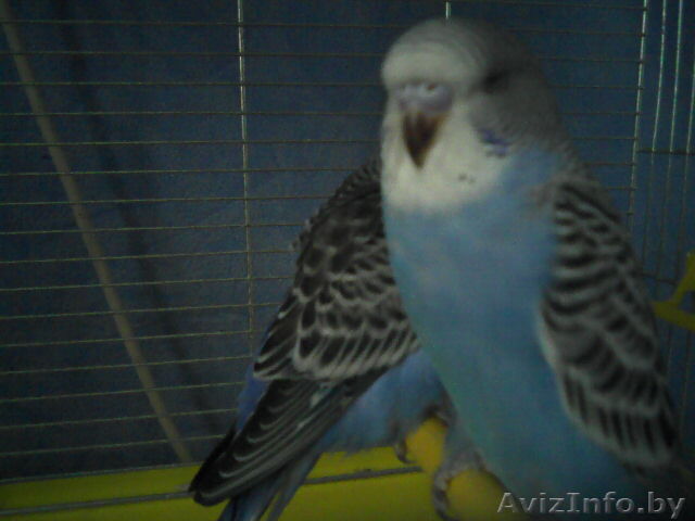 Волнистых попугаев 2 продам... девочки - Изображение #1, Объявление #117972