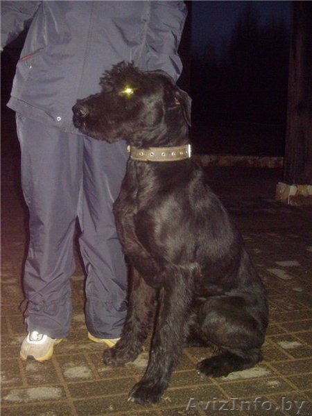 Ризеншнауцер в дар. - Изображение #1, Объявление #119396