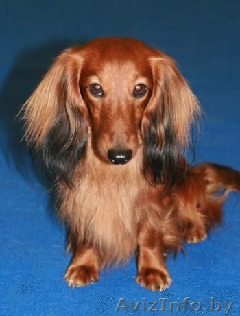 Щенки карликовой длинношерстной таксы. - Изображение #1, Объявление #118359