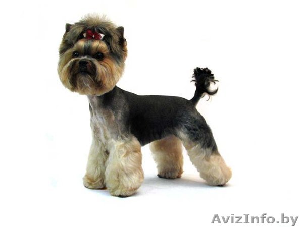 Профессиональная стрижка собак. - Изображение #1, Объявление #116432