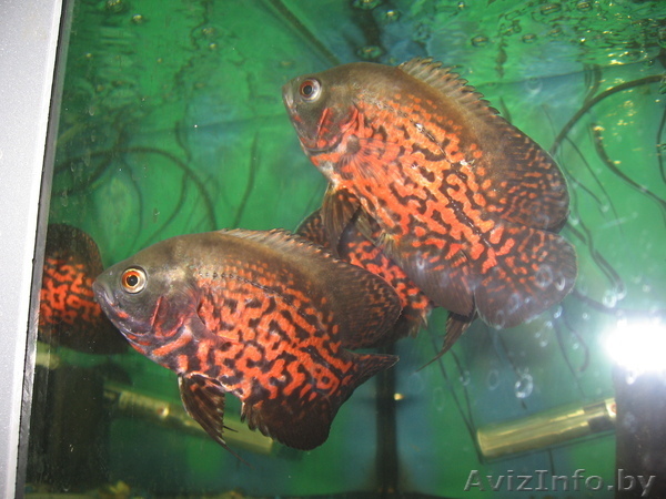 Астонотус 3 штуки - Изображение #1, Объявление #108472