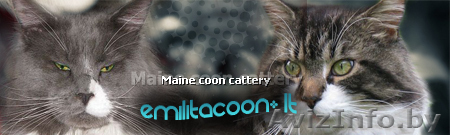 котята мейн кун - Изображение #1, Объявление #114162