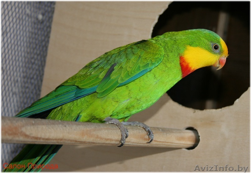 Продам попугая,недорого - Изображение #1, Объявление #103939