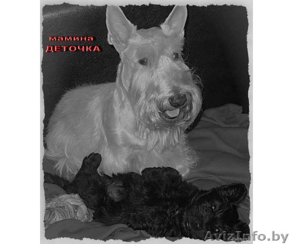 щенки скотч-терьера - Изображение #1, Объявление #109521