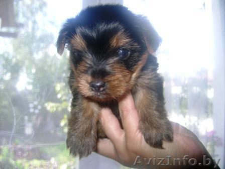 Йоркширский терьер (щенок) - Изображение #1, Объявление #103673