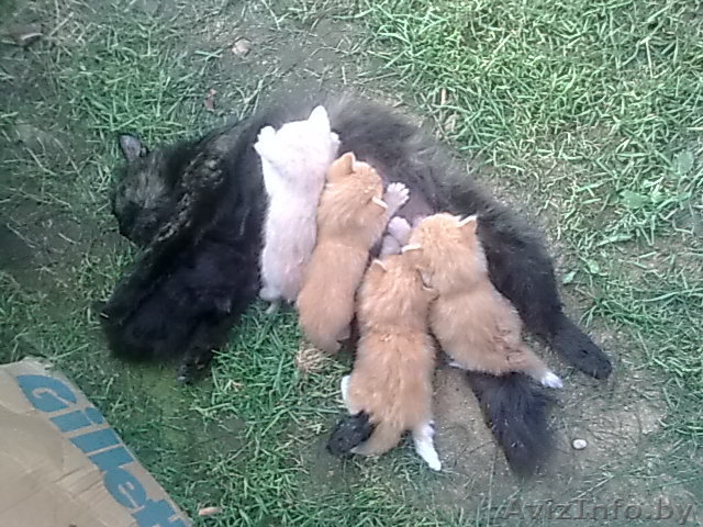 Пушистые, весёлые котята хорошим людям!!! - Изображение #1, Объявление #105342