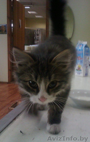 Котенок в дар. Срочно. - Изображение #1, Объявление #107942
