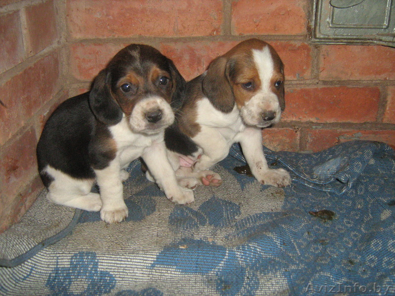 Продам щенков эстонской гончей.(кабель и сука) - Изображение #1, Объявление #119297