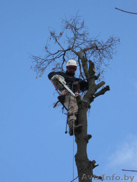 спилить,удалить дерево - Изображение #1, Объявление #109059