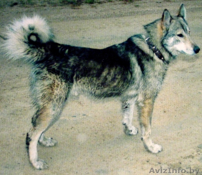 Пропала 05.11.2010 западно-сибирская лайка - Изображение #1, Объявление #105890