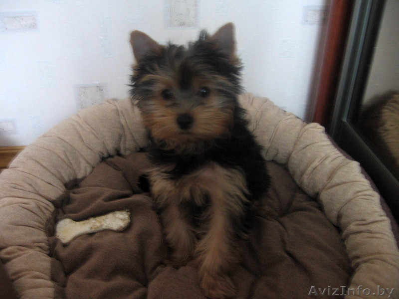 Симотяшка Йорк. Девочки - Изображение #1, Объявление #118752