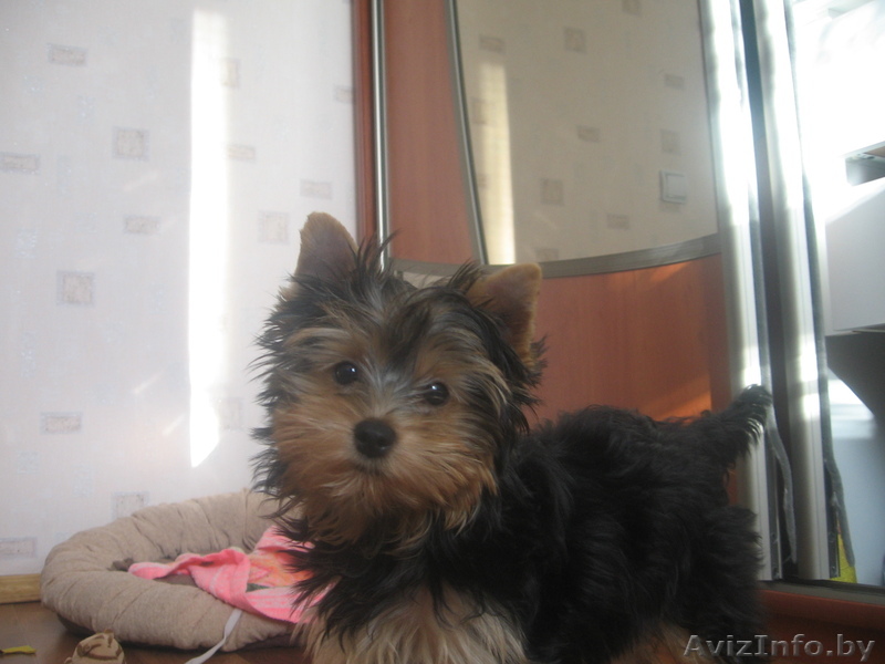 Продажа щенков йорка - Изображение #1, Объявление #114330