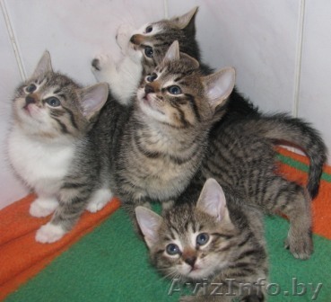 Подарю маленьких тигров в хорошие руки,котатям всего 1.5мес - Изображение #1, Объявление #105829