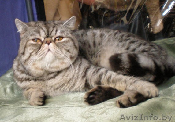 кот -экзот предлагается для вязки - Изображение #1, Объявление #115765