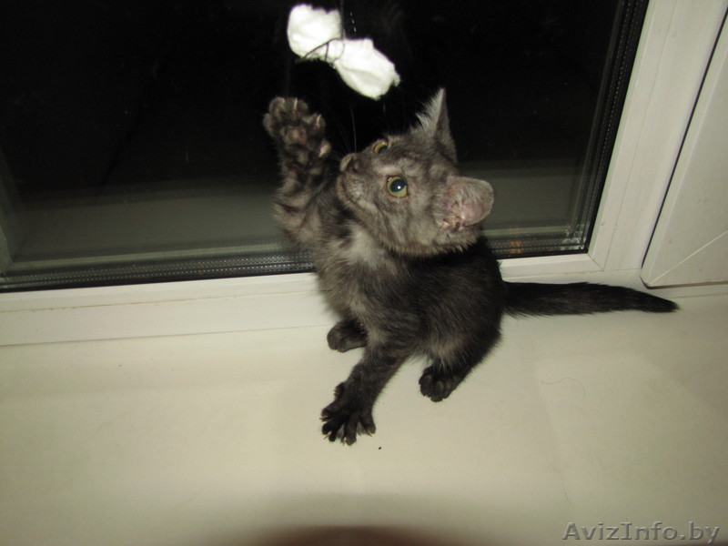 Котенок в дар 8029 1452739 - 80293238937 - Изображение #1, Объявление #109862