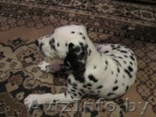 Далматина щенки - Изображение #1, Объявление #117311