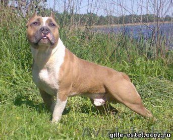  кобель американского стаффордширского терьера в дар - Изображение #1, Объявление #118643