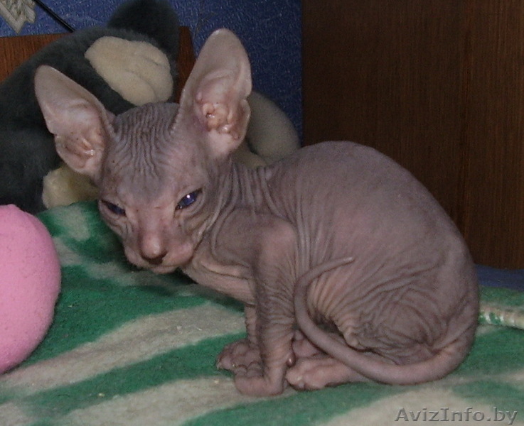 донской сфинкс КОТЯТА - Изображение #1, Объявление #104723