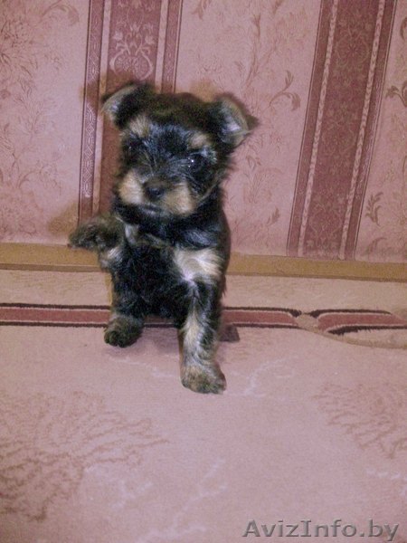 Продам очаровательных щенков йокширского терьера - Изображение #1, Объявление #109072