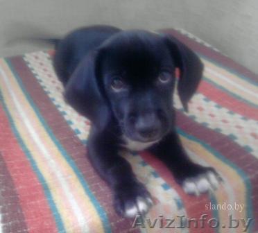 Отдам щенка доброму и внимательному человеку! - Изображение #1, Объявление #109813