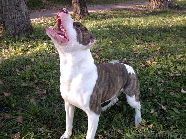 Американский стаффордширский терьер в дар  - Изображение #1, Объявление #118628