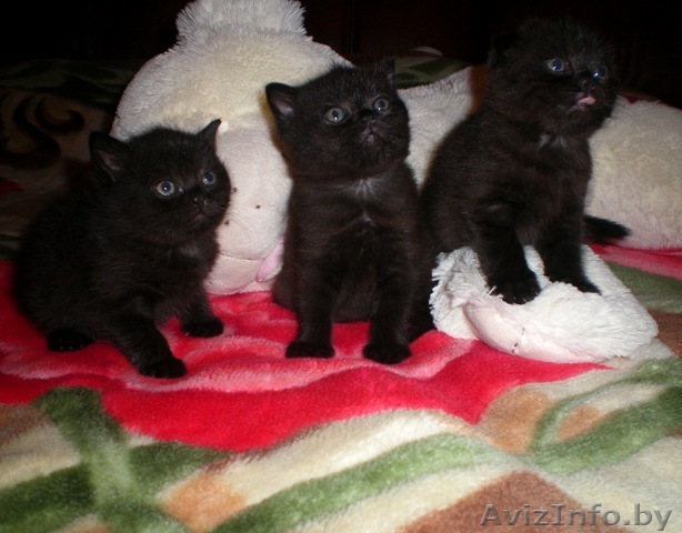 Британские короткошерстные котятки - Изображение #1, Объявление #128906