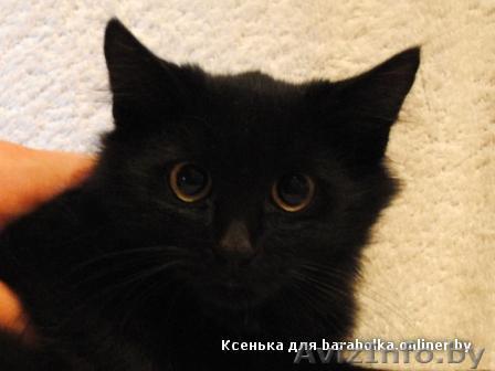 Черный котенок, 3 месяца, девочка - Изображение #1, Объявление #127580