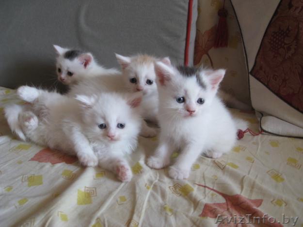 Подарю белых котят  - Изображение #1, Объявление #126037