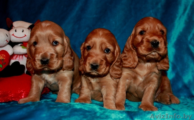 Английский кокер спаниель! - Изображение #1, Объявление #129461