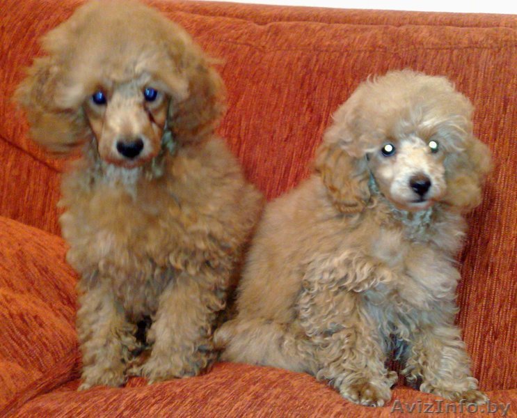 Щенки карликого и той-пуделя - Изображение #1, Объявление #121595