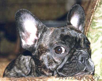 Французский бульдог в дар  - Изображение #1, Объявление #128895