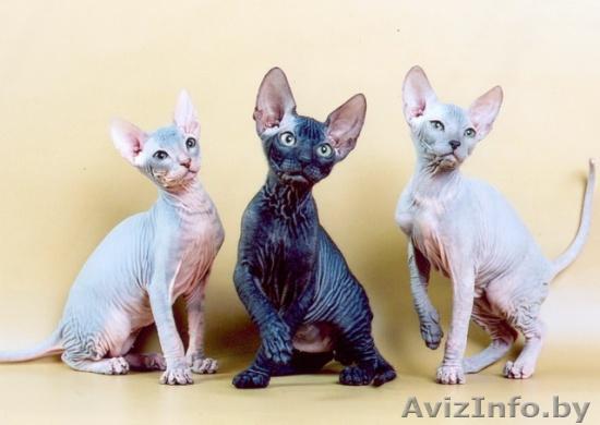 Ищу короткошестного друга! - Изображение #1, Объявление #131204