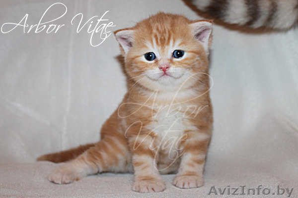 Питомник предлагает британского котенка яркого, нарядного окраса  - Изображение #1, Объявление #134355