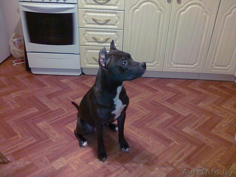 шоколадная девочка питбультерьера в дар - Изображение #1, Объявление #125002