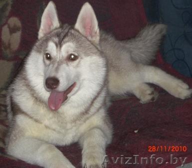 продаётся  щенок  хаски - Изображение #1, Объявление #119797