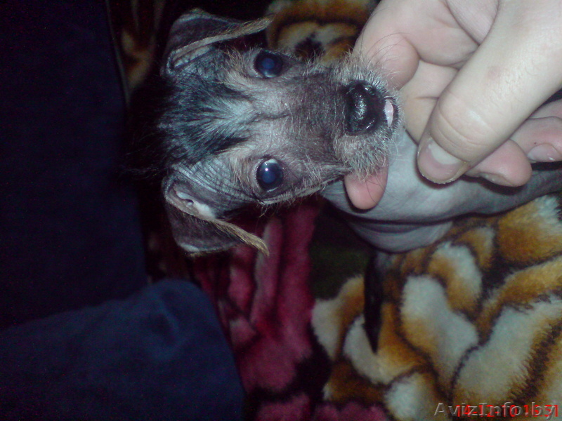 китайскую хохлатую - Изображение #1, Объявление #129779