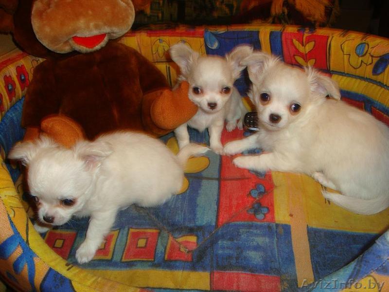 Чихуа-хуа щенки. - Изображение #1, Объявление #134744