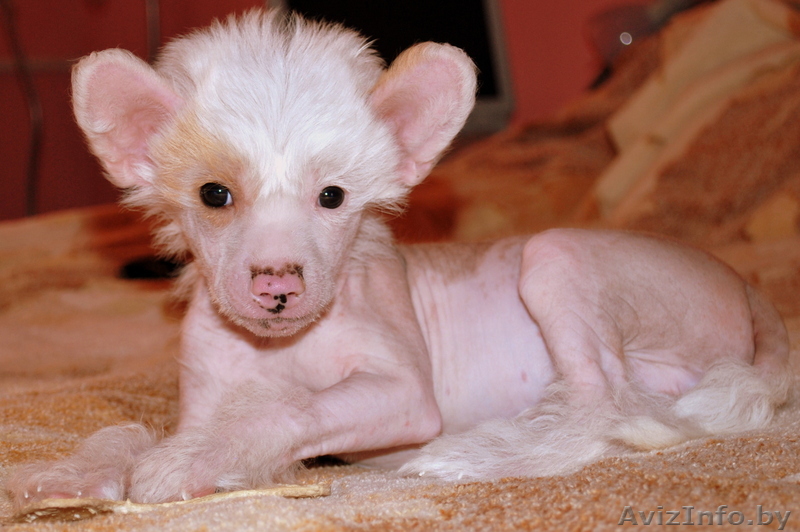 Щенок китайской хохлатой - Изображение #1, Объявление #128678