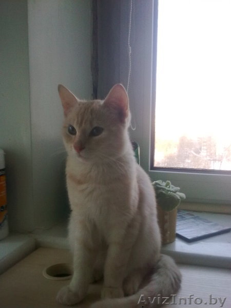 Нашёлся кот                               - Изображение #1, Объявление #121911