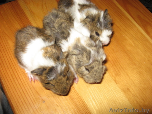 морская свинка РОЗЕТОЧНАЯ - Изображение #1, Объявление #125518