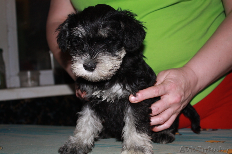  перспективные щенки цвергшнауцера - Изображение #1, Объявление #126315