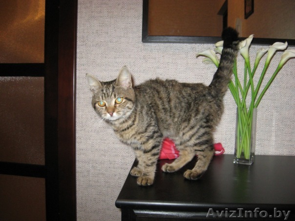 Отдам котенка в хорошие руки) - Изображение #1, Объявление #126928