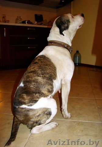  Сука  американский стаффордширского терьера в дар - Изображение #1, Объявление #123129