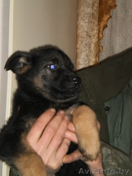 немецкая овчарка - Изображение #1, Объявление #121782