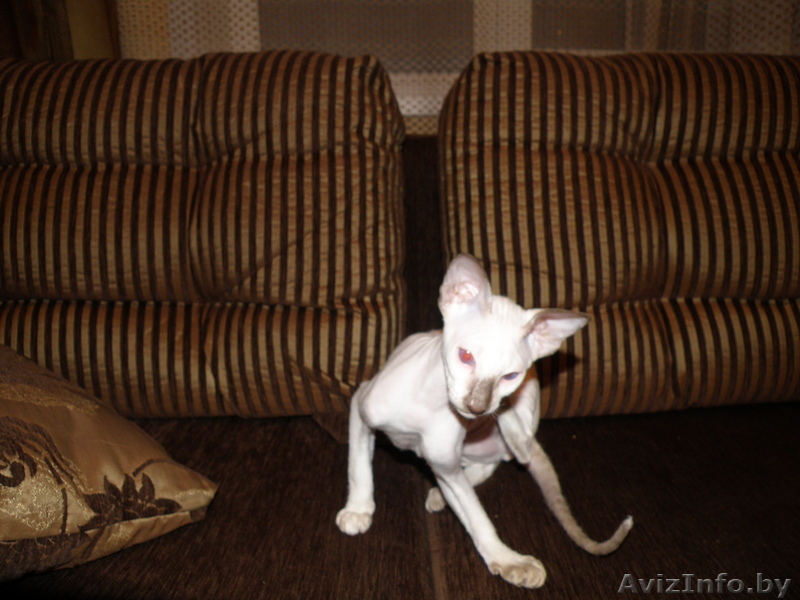 Сфинкса петербургского, девочка ,золотая карта - Изображение #1, Объявление #127909