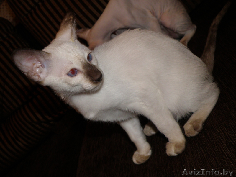 Сиамский котенок шоколадная черепаха, современного типа, девочка  - Изображение #1, Объявление #127918