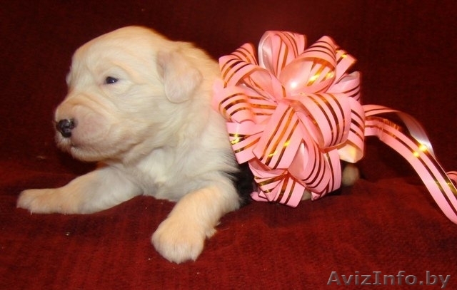 Продаются щенки бобтейла от родителей-интерчемпионов - Изображение #1, Объявление #134820